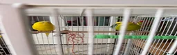 Budgerigars birds for sale: Pair of half tamed budgies  in Wallington - Advert 2