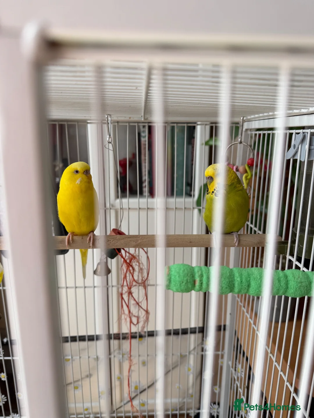 Budgerigars birds for sale: Pair of half tamed budgies  in Wallington - Advert 2