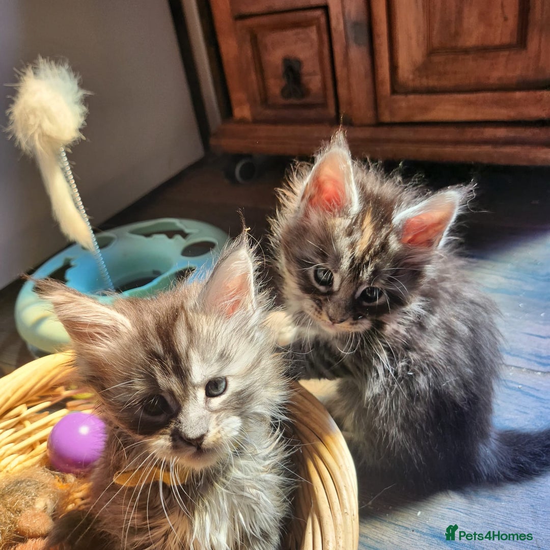Maine Coon cats for sale: Maine coon purebred pedigre xl active in Barnsley - Image 6