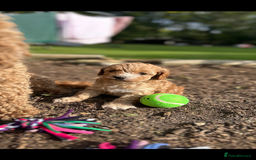 Cavapoo dogs for sale: Cavapoo puppies - Image 3
