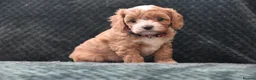 Cavapoo dogs for sale: Toy F1 Cavapoo Puppies Fully Dna Clear. - Advert 8