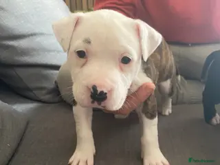 Staffordshire Bull Terrier dogs Staffy for sale - Advert 3