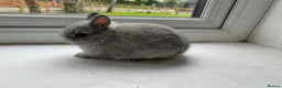 Netherland Dwarf rabbits for sale: Beautiful Netherland dwarf baby rabbit - Advert 3