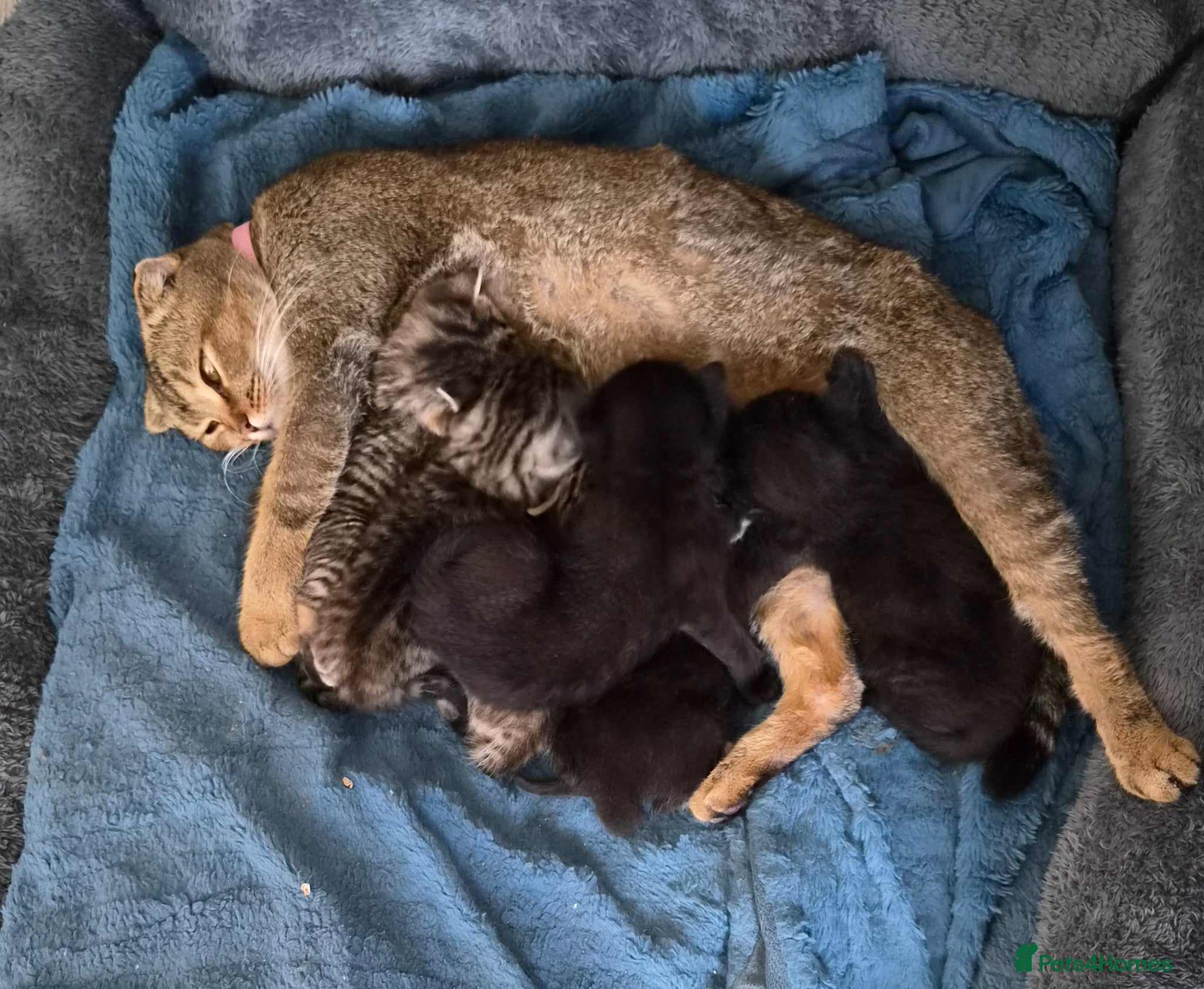 Scottish Fold cats ❤️ 6 Beautiful Scottish Fold/straight kittens ❤️ - Advert 4