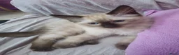 Ragdoll cats for sale: 3 Cute Ragdoll kittens - Advert 29