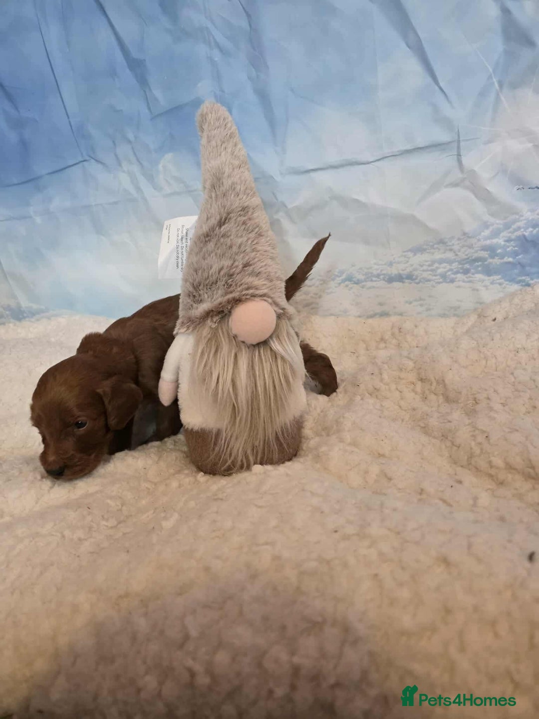 Irish Doodle dogs for sale: Stunning mahogany red Irish doodles READY NOW   - Advert 14