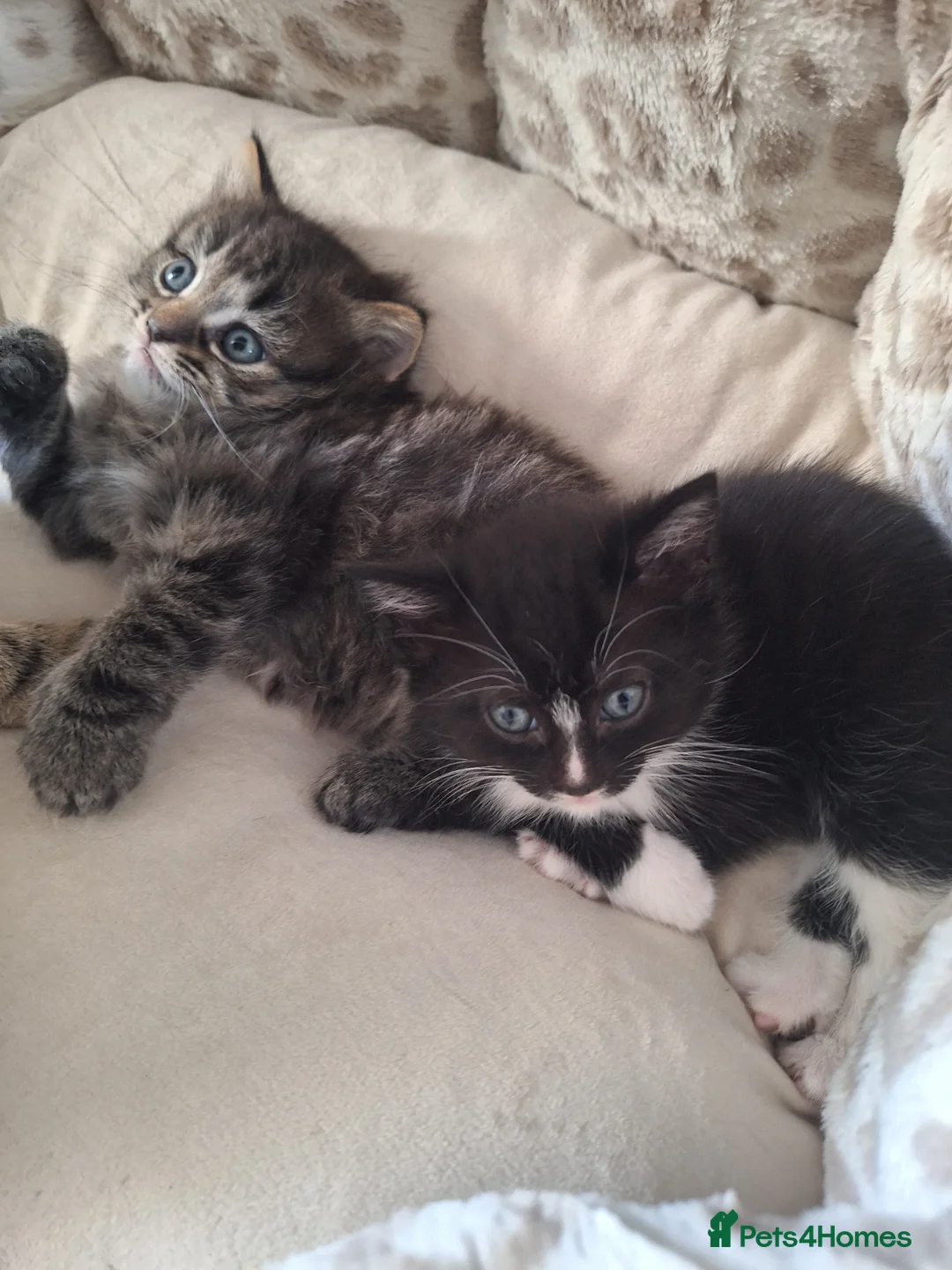 British Shorthair cats for sale: Black and white kitten in Ipswich - Advert 3