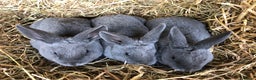 Rex rabbits for sale: Beautiful Pure Breed Velvet Mini Rex babies 🐰  - Advert 5