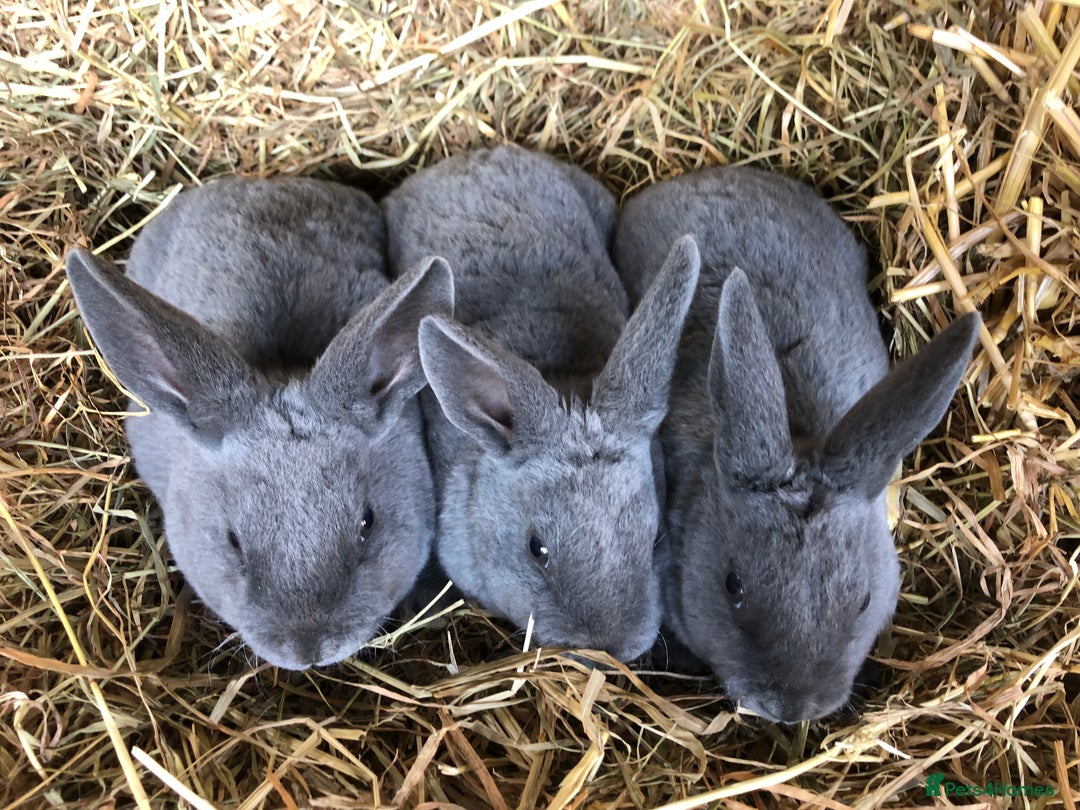 Rex rabbits for sale: Beautiful Pure Breed Velvet Mini Rex babies 🐰  - Advert 5