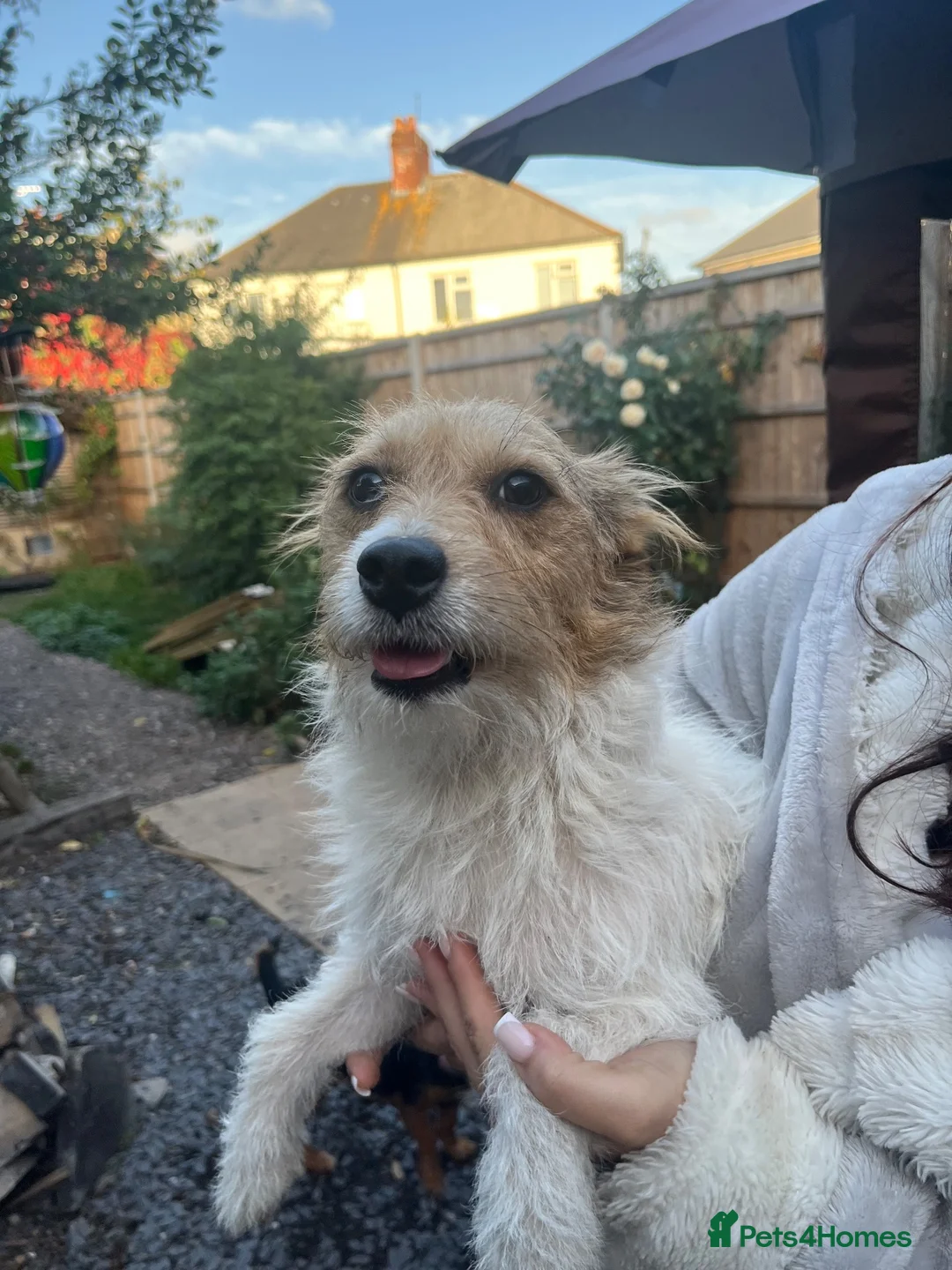 Jack Russell dogs for sale: Jack Russell bitch for sale  - Advert 4