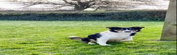 Border Collie dogs for sale: Lovely Border Collie puppies - Advert 7