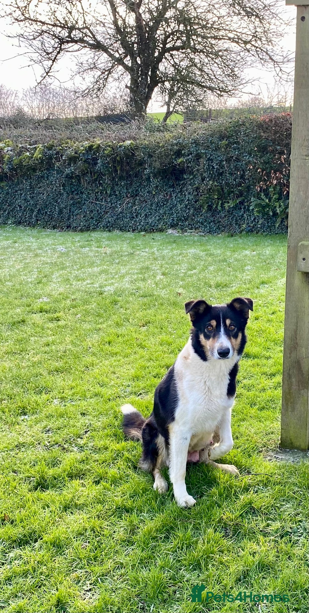 Border Collie dogs for sale: Lovely Border Collie puppies - Advert 7