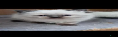 Ragdoll 1