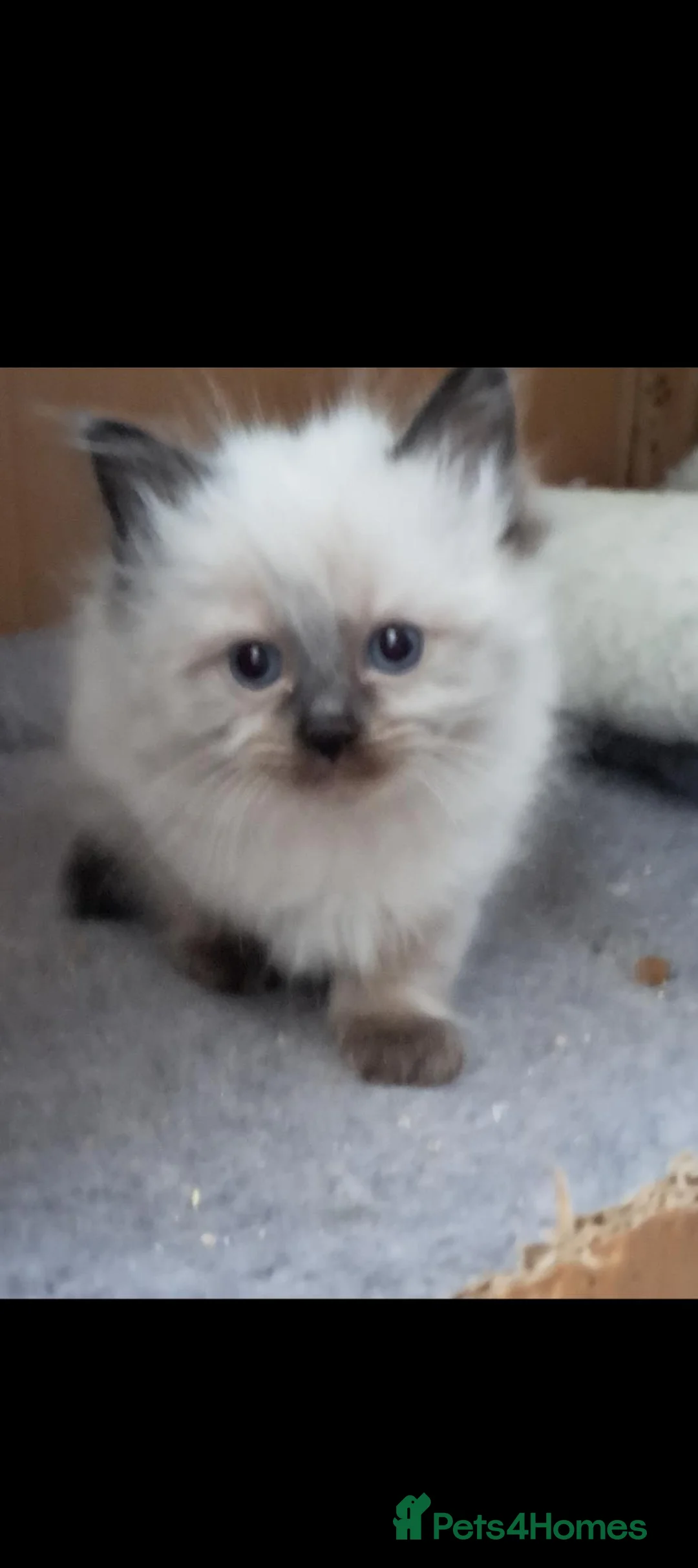 Ragdoll cats for sale: Fluffy seal point ragdoll - Advert 2