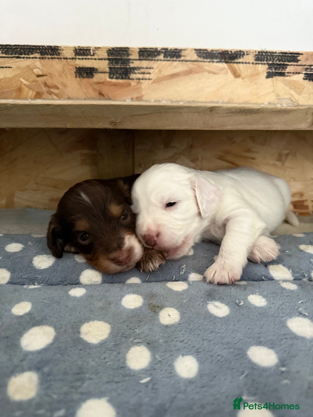 Cockapoo dogs for sale: !!!!LAST TWO MALES LEFT!!!!!  - Image 18