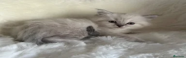 RagaMuffin 3