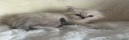 RagaMuffin cats for sale: Purebred RagaMuffin Kittens  - Advert 2