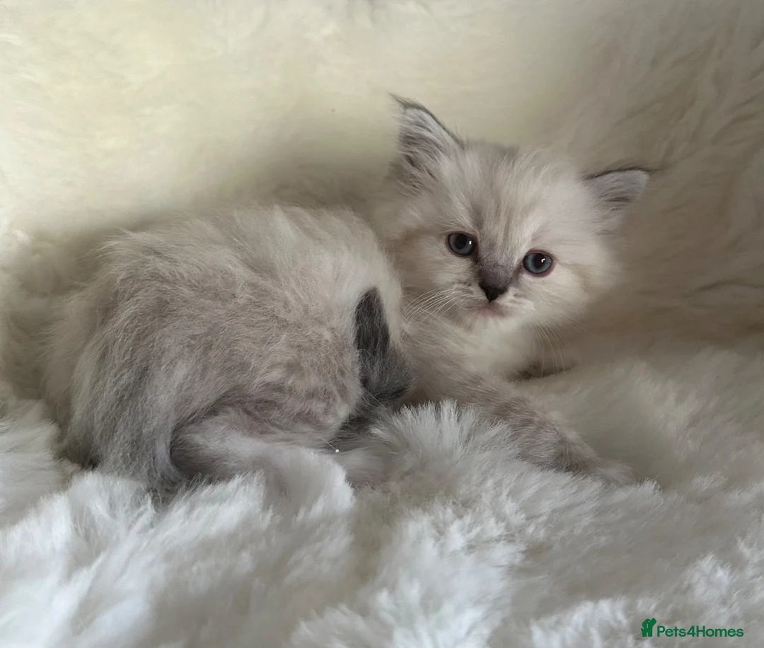 RagaMuffin cats for sale: Purebred RagaMuffin Kittens  - Advert 2