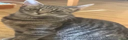 Domestic Shorthair cats for sale: Tabby cat kittens  - Advert 1