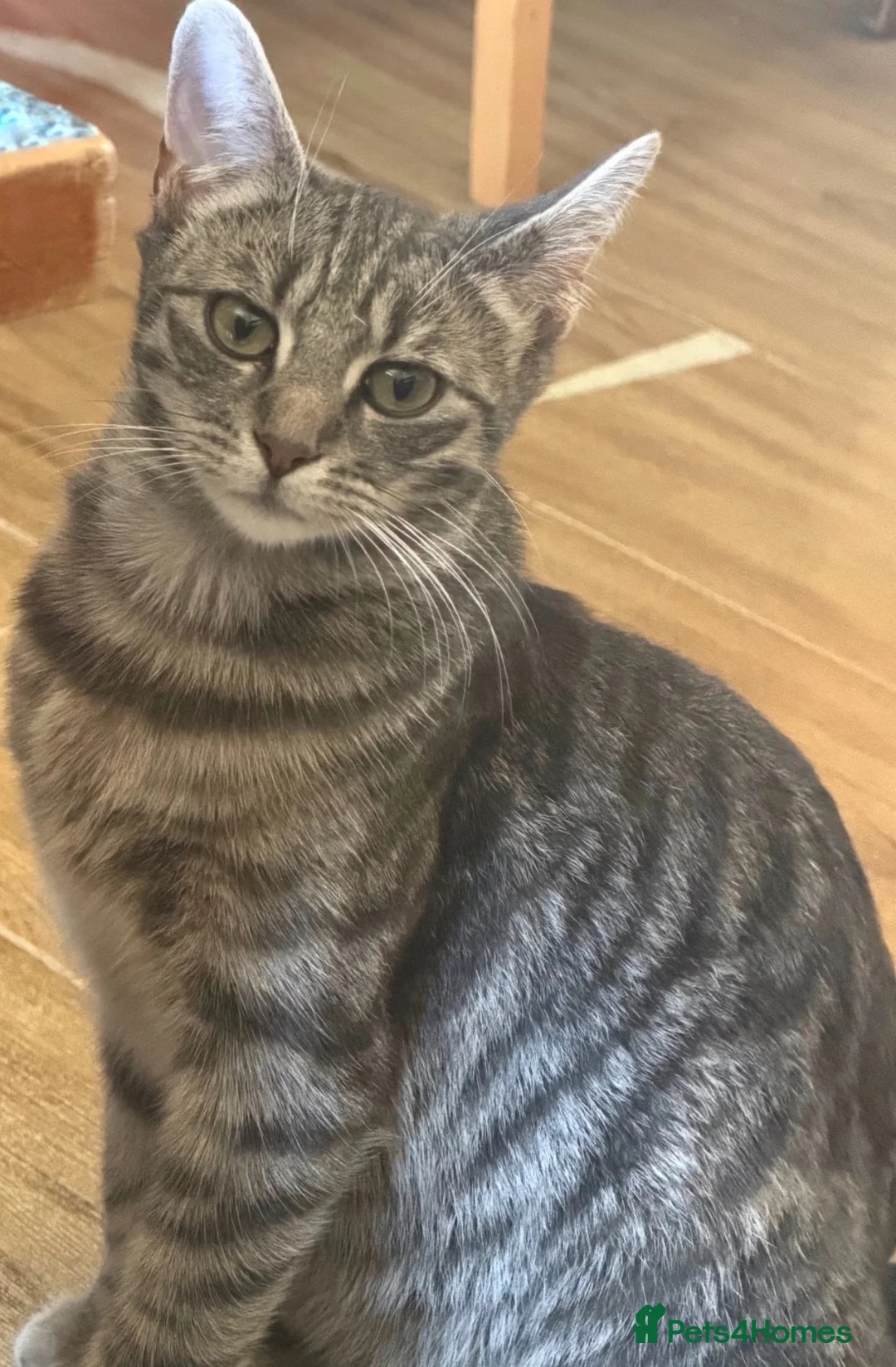 Domestic Shorthair cats for sale: Tabby cat kittens  - Advert 1