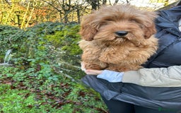 Mixed Breed dogs for sale: Cavapoo Female Puppies - Advert 6