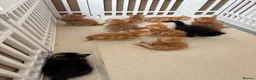 Mixed Breed cats for sale: Ready Saturday - Gorgeous Ragdoll X Ginger Kitten - Advert 16