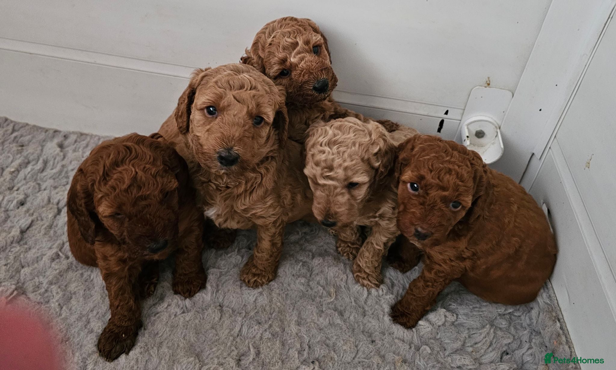 Mini Goldendoodle dogs Miniature Goldendoodle F1bb - Advert 6