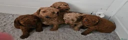 Mini Goldendoodle dogs for sale: Miniature Goldendoodle F1bb - Advert 1
