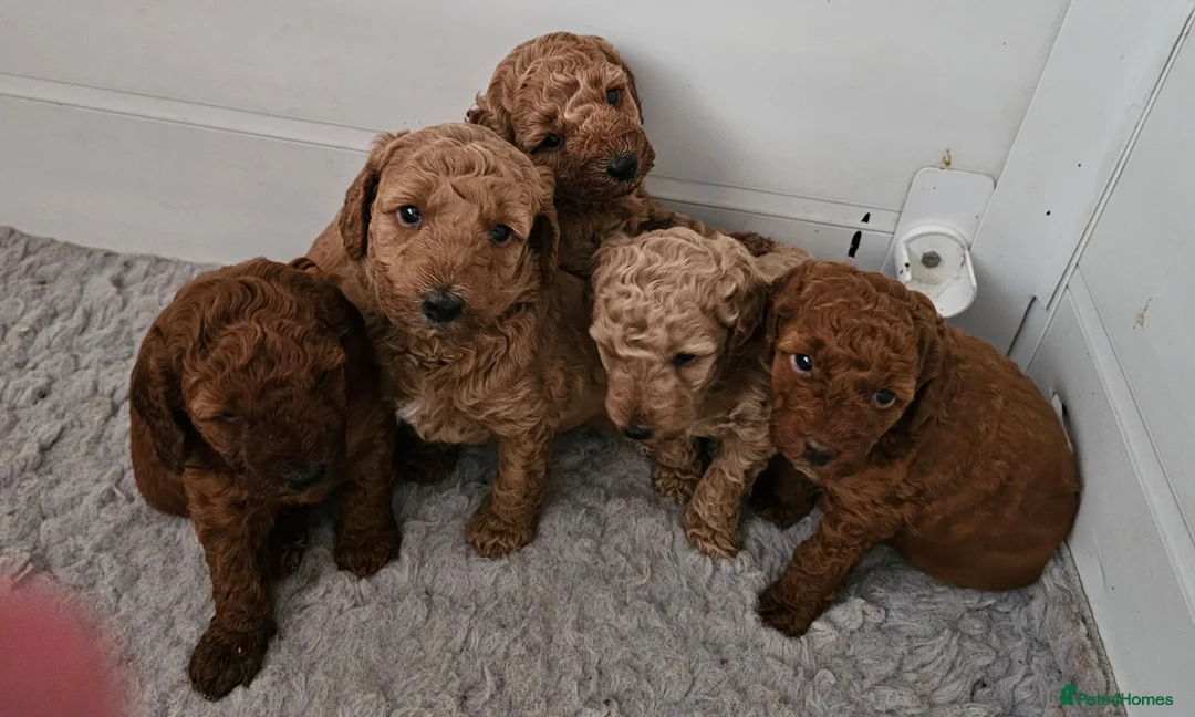 Mini Goldendoodle dogs for sale: Miniature Goldendoodle F1bb - Advert 1