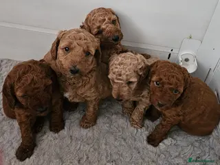 Mini Goldendoodle dogs Miniature Goldendoodle F1bb - Advert 6