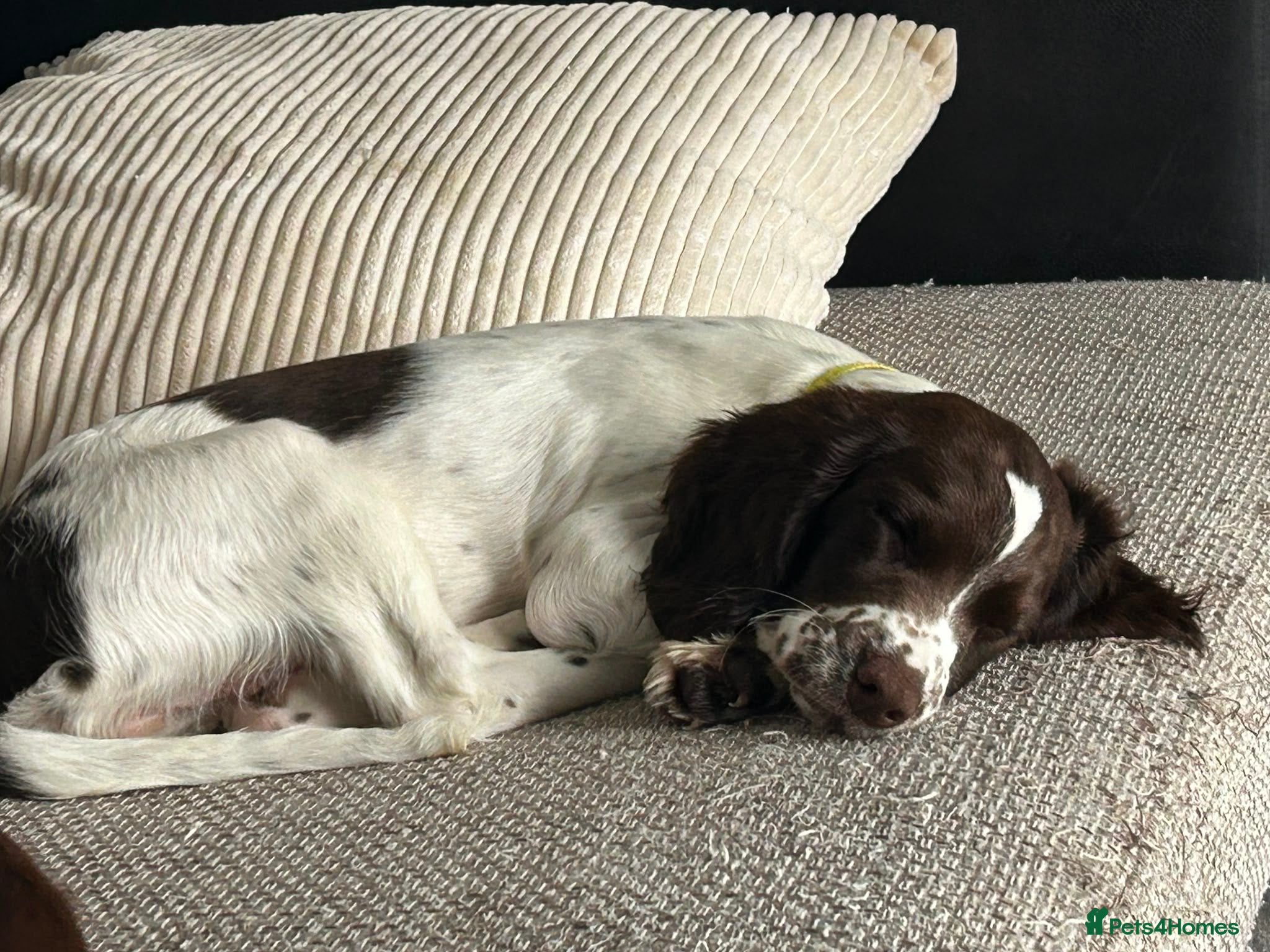 English Springer Spaniel dogs Last girl 5th Gen Liver and White ESS Puppies - Advert 9