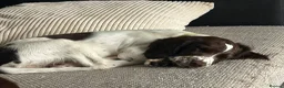 English Springer Spaniel dogs for sale: Boy 5th Gen Liver and White ESS Puppies - Advert 2