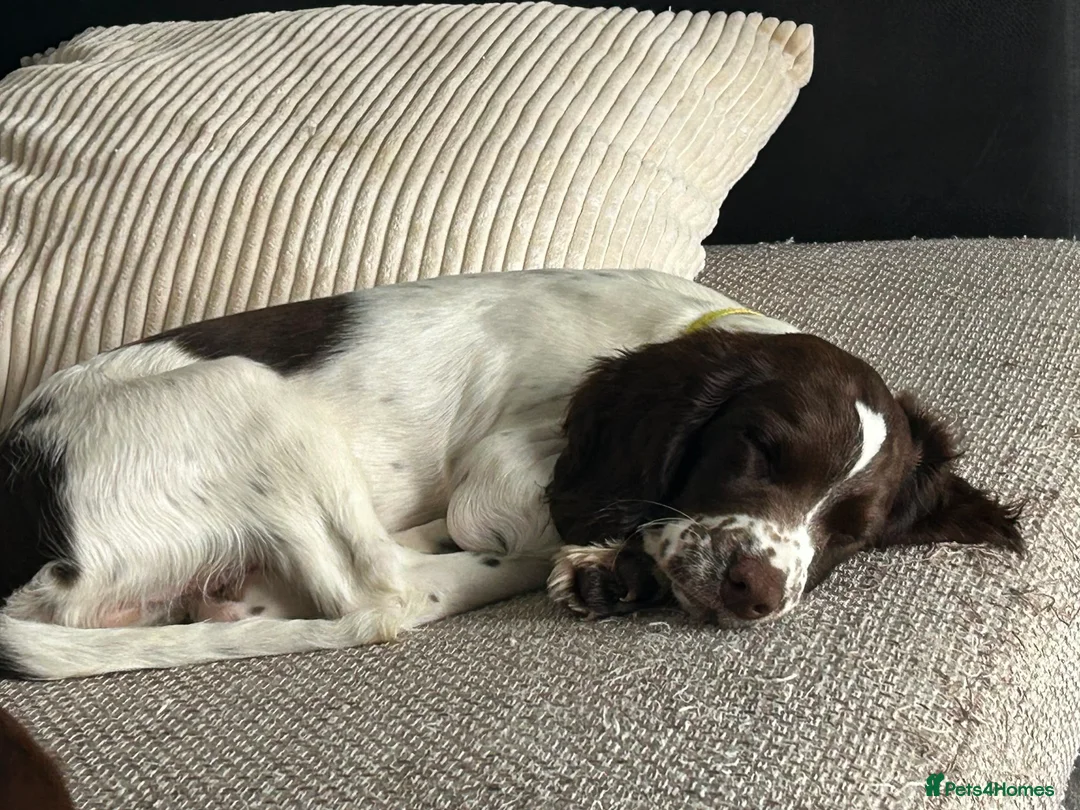 English Springer Spaniel dogs for sale: Boy 5th Gen Liver and White ESS Puppies - Advert 2