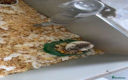 Hamster rodents for sale: 2 hamsters for sale - Image 2