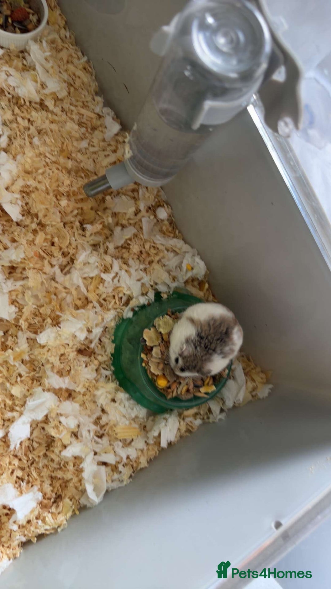 Hamster rodents for sale: 2 hamsters for sale - Image 2