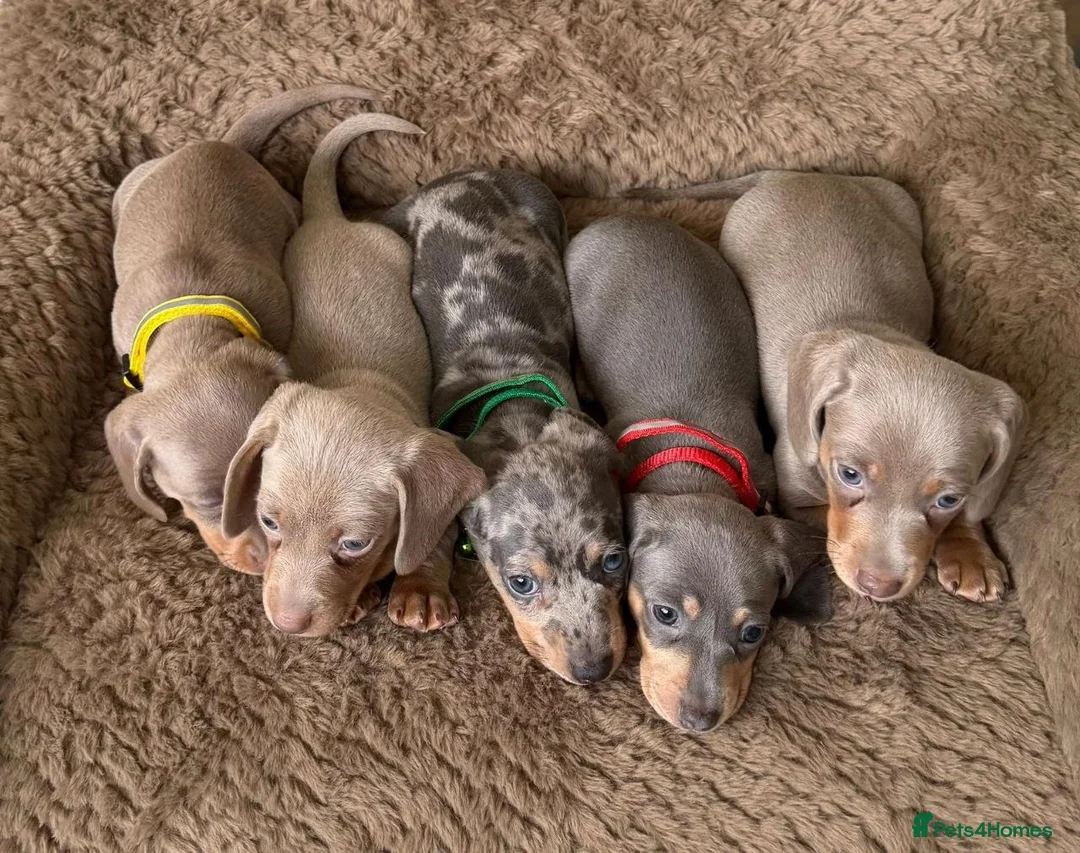 Miniature Dachshund dogs for sale: Beautiful Miniature Dachshund puppies in Stoke-on-Trent - Advert 1