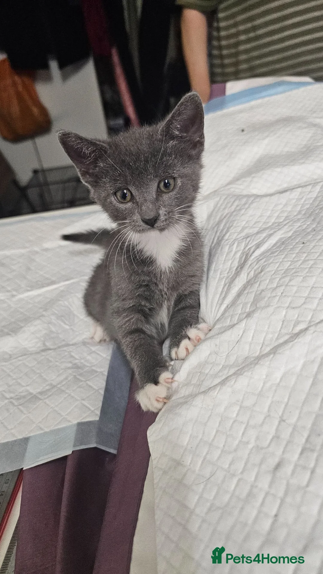 Mixed Breed cats for sale: Loving and cute grey kitten in Enfield - Advert 2