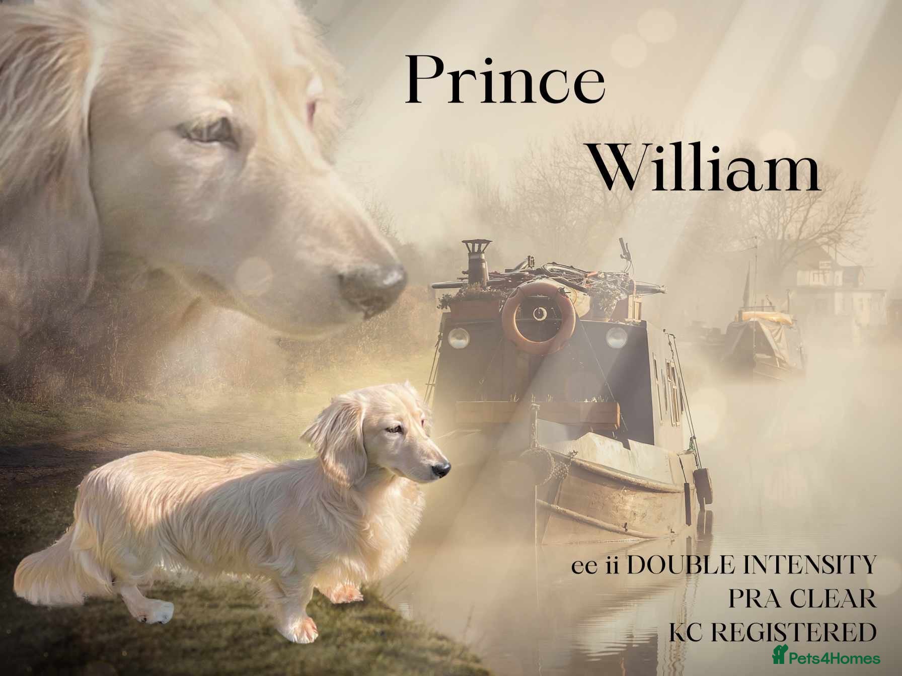 Miniature Dachshund dogs KC Dachshund cream long hair Stud [ee/ii] - Advert 5