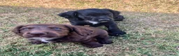 Cocker Spaniel dogs for sale: Cocker spaniel pups for sale - Advert 18