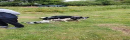 Border Collie dogs for sale: Border Collie Pups  - Advert 15