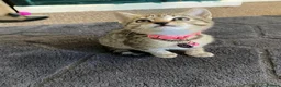 Mixed Breed cats for sale: Female litter of kittens  - Advert 10