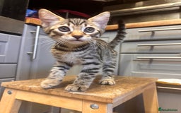 Savannah cats for sale: Savannah Kittens - Image 2