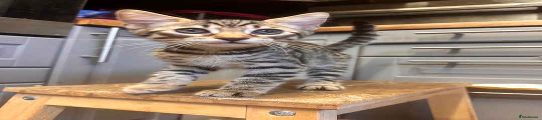 Savannah Kitten 5 mowgli