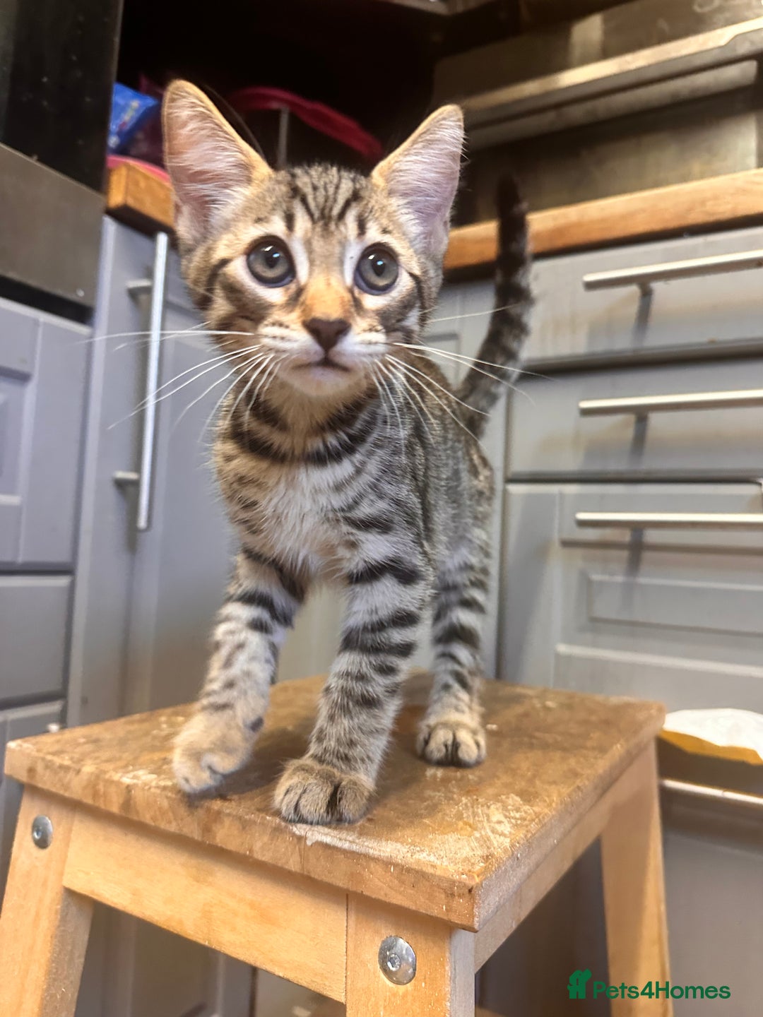 Savannah cats for sale: Savannah Kittens - Image 2