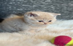British Shorthair cats for sale: British Shorthair Kittens - Image 16