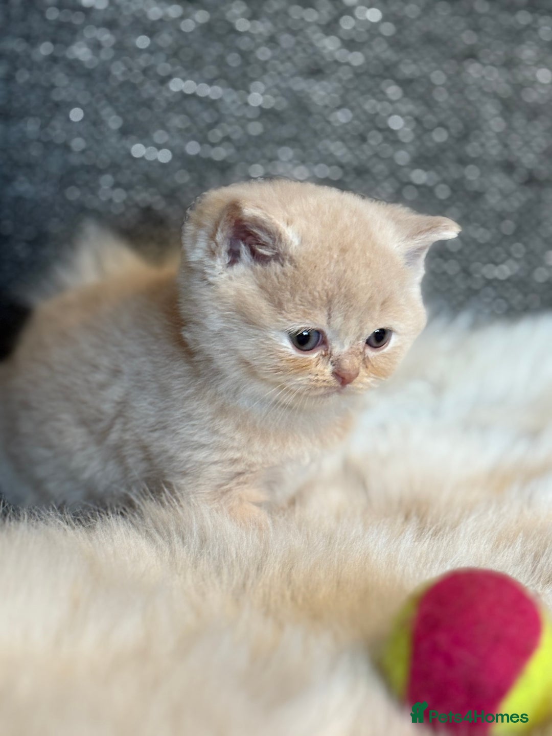 British Shorthair cats for sale: British Shorthair Kittens - Image 16