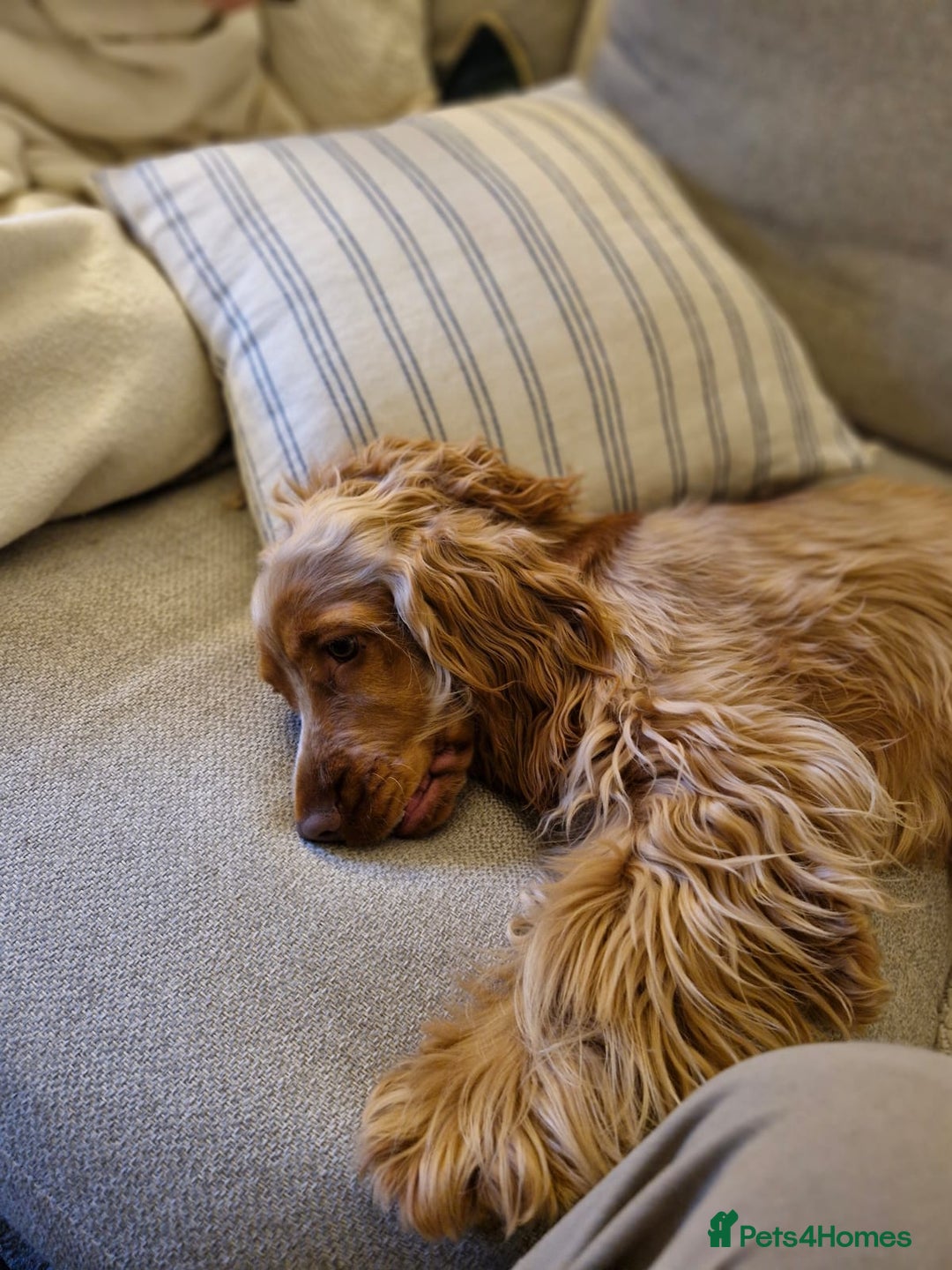 Cocker Spaniel dogs for sale: KC cocker spaniel for rehome  - Advert 3