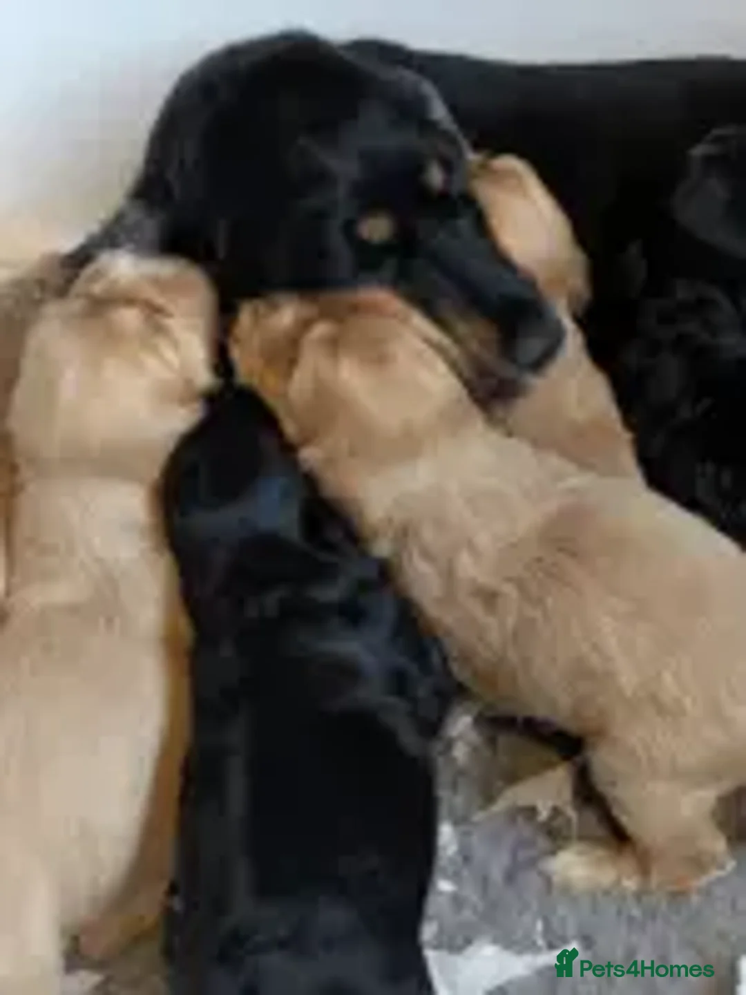 Cocker Spaniel dogs for sale: Gorgeous Gold & Solid Blk Show Boy Pups Available! - Advert 1