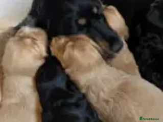 Cocker Spaniel dogs Gorgeous Gold & Solid Blk Show Boy Pups Available! - Advert 3