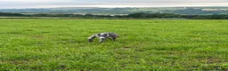 Mixed Breed dogs for sale: Dear hound greyhound in Hengoed - Advert 5